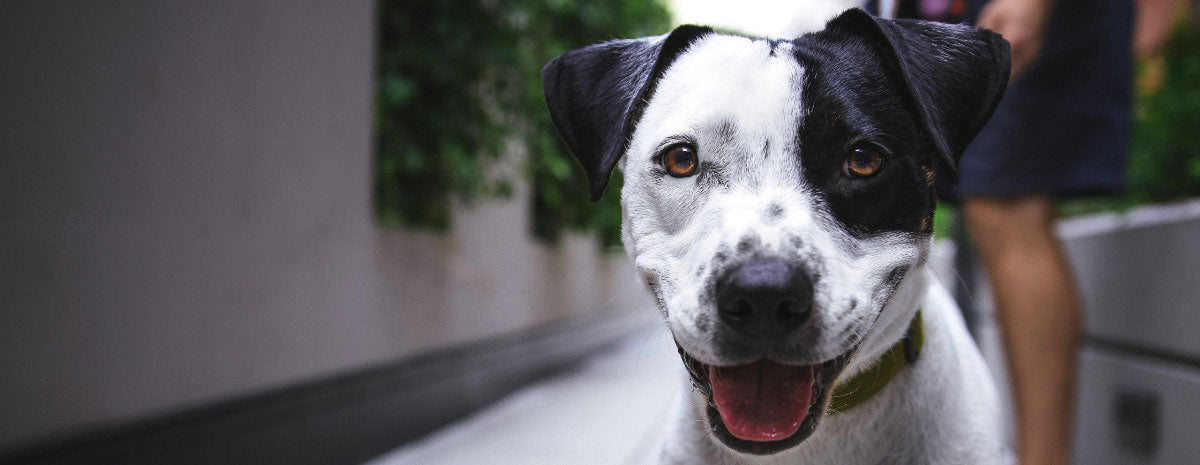 Teacher’s Pet: Unleashing Your Dog’s Vocabulary