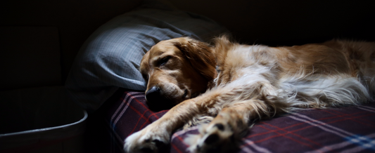 Do Dogs Have Circadian Rhythm