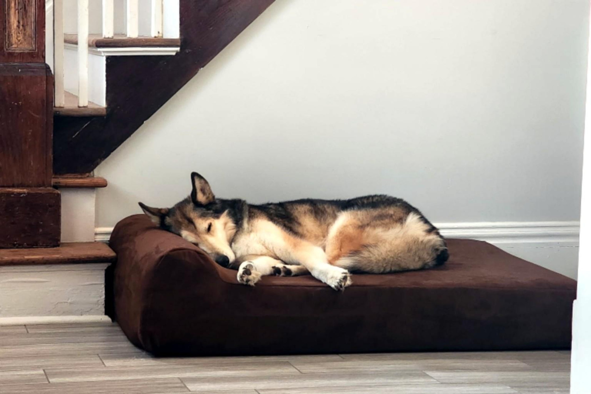 Dog resting on a brown dog bed in a home setting with stairs in the background.