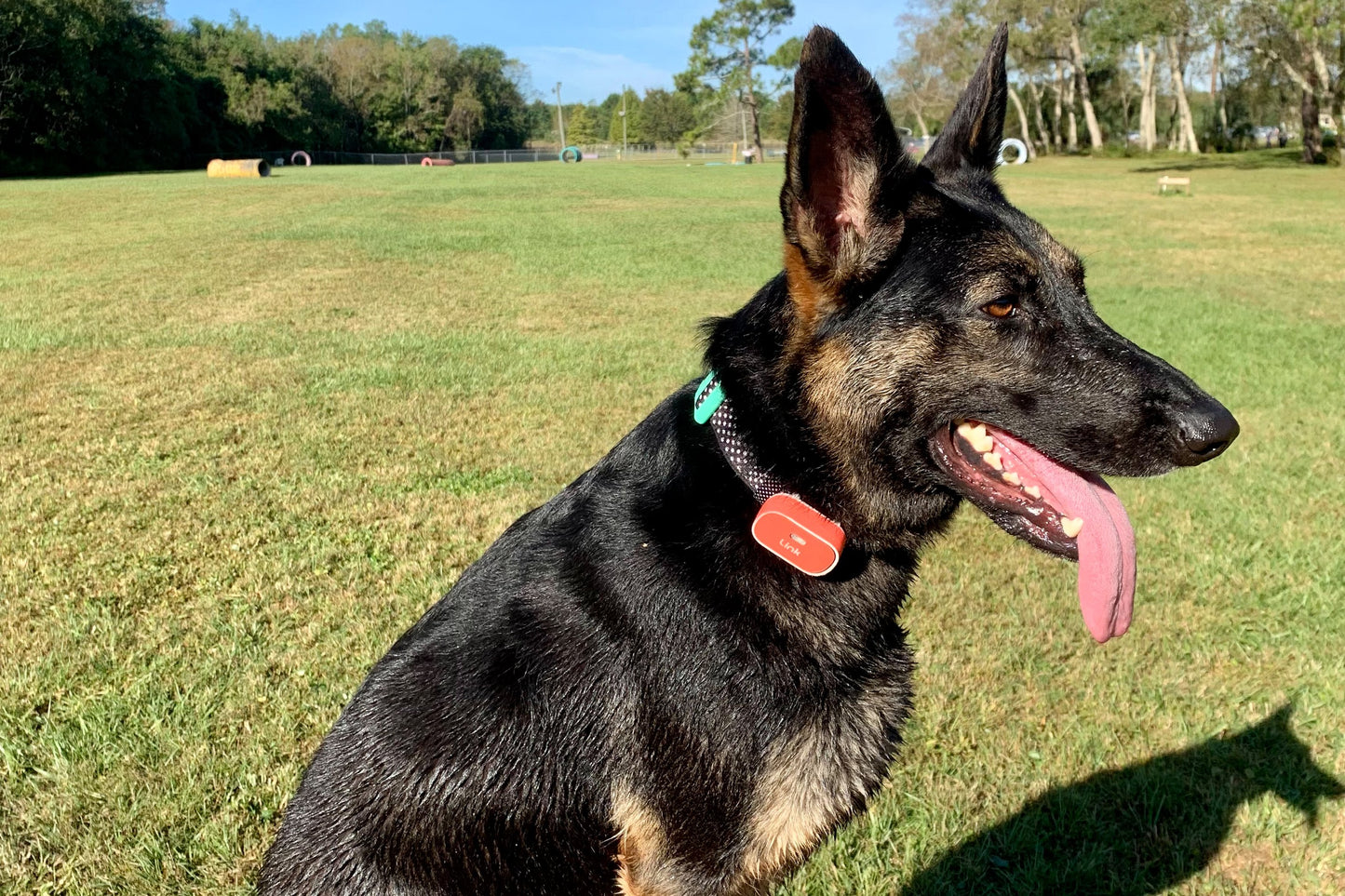 Link-Ready DOOG Collar