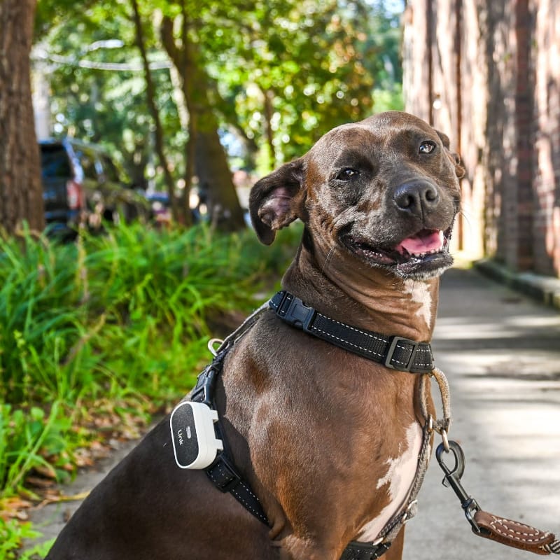 The Link My Pet Smart Wearable