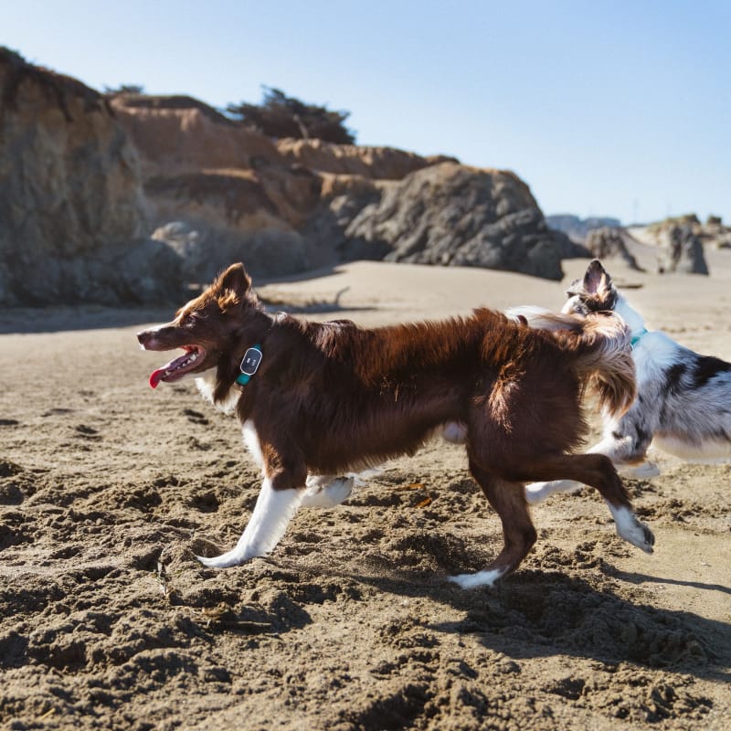 The Link My Pet Smart Wearable