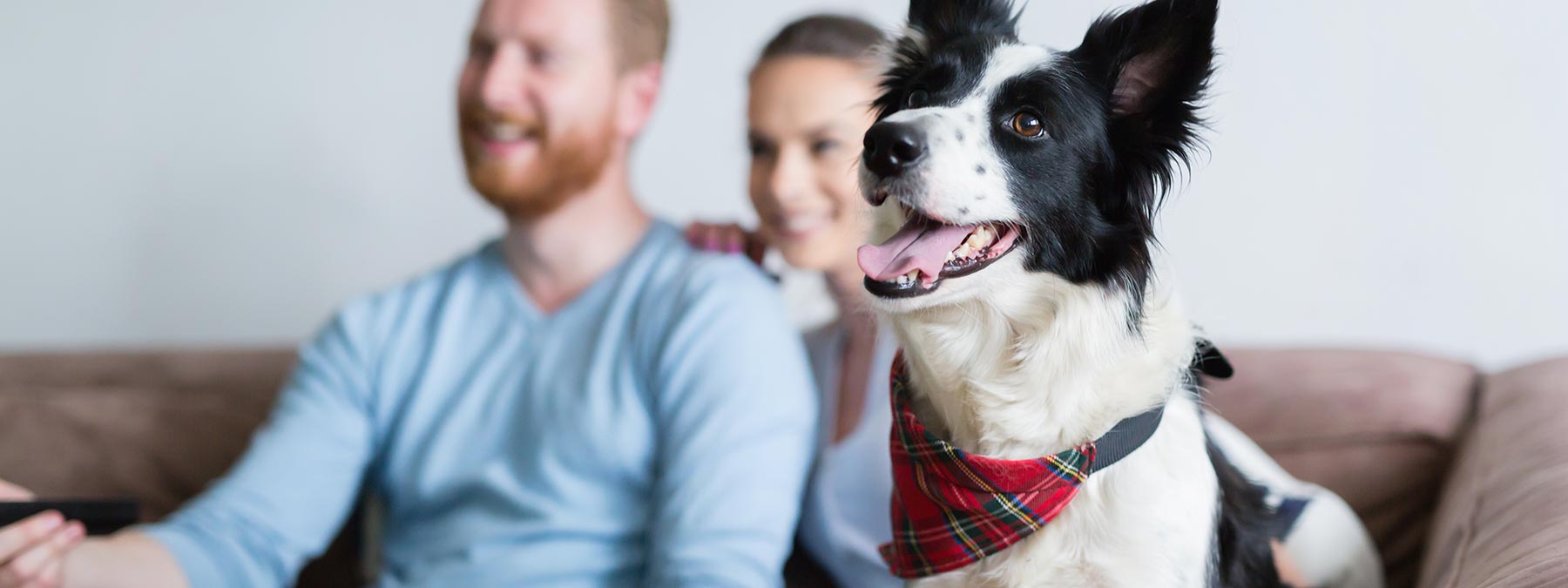 10 Best Dog Movies of All Time
