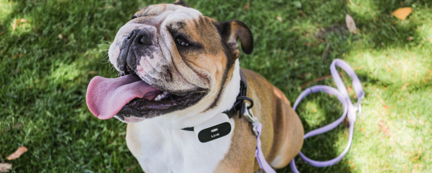 How to Keep Dogs Cool During the Dog Days of Summer