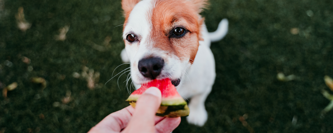 5 Summer Treats for Dogs