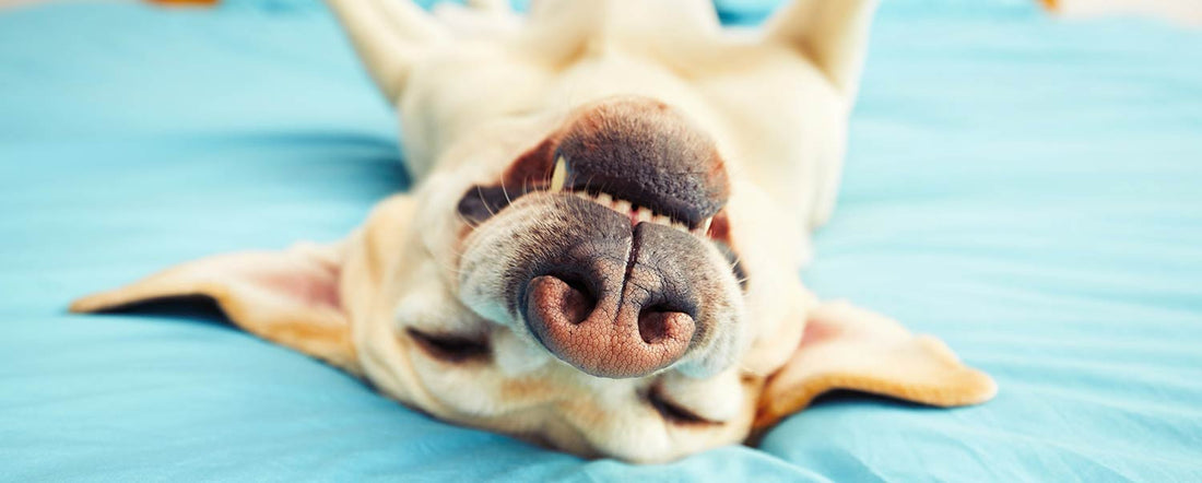 6 Common Dog Behaviors That Seem Weird