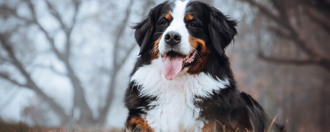 7 Reasons Your Dog Drools Excessively