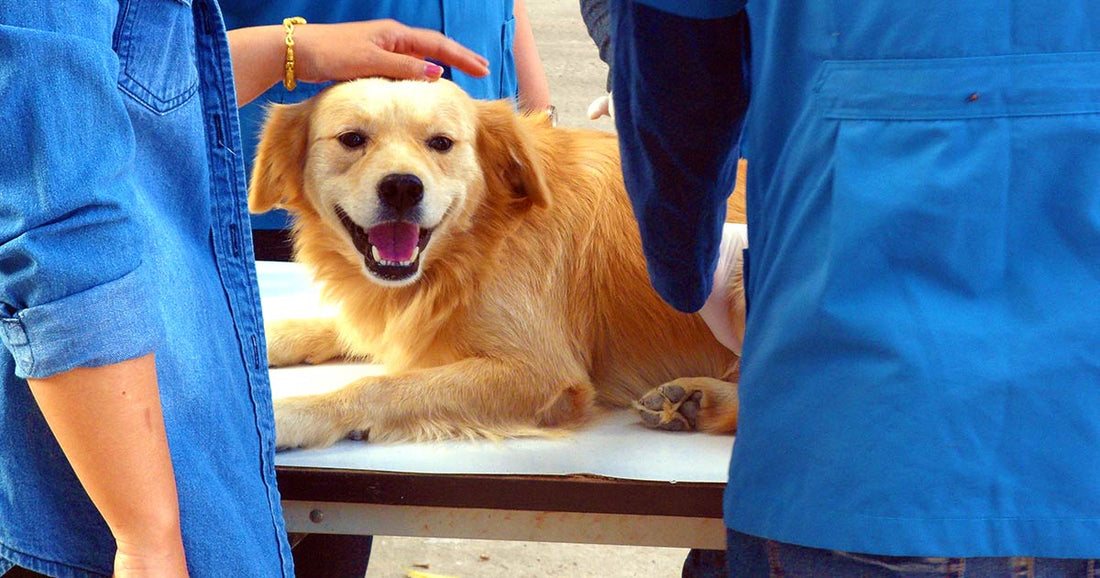 Can Your Dog Be a Blood Donor?