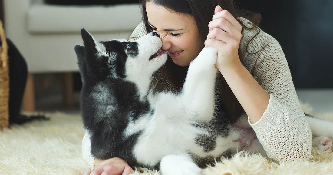 The eHarmony of Dog Finding