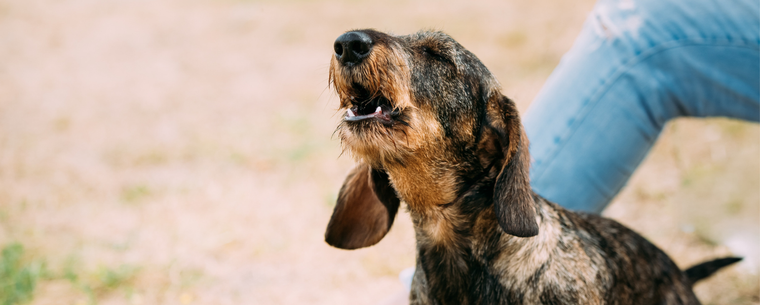 Why Is My Dog Barking at Nothing?