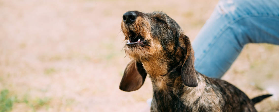 Why Is My Dog Barking at Nothing?