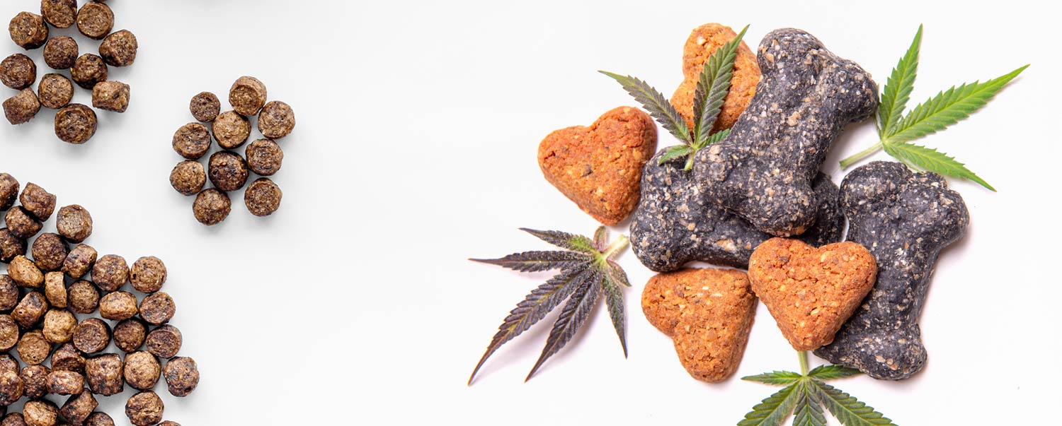 The Benefits and Effects of CBD Oil for My Dog