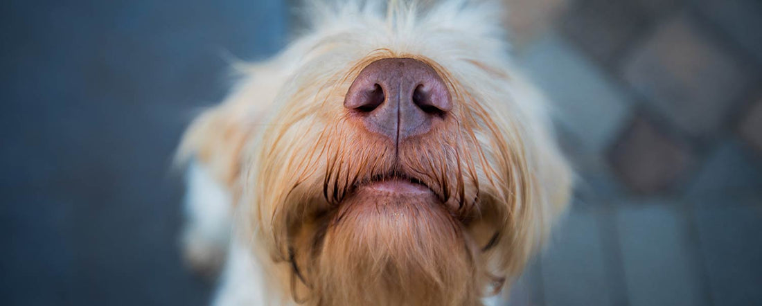 Can Dogs Sniff Out Cancer in Humans?