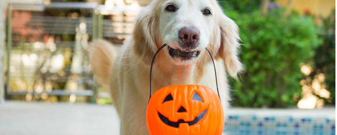 DIY Dog Halloween Costumes