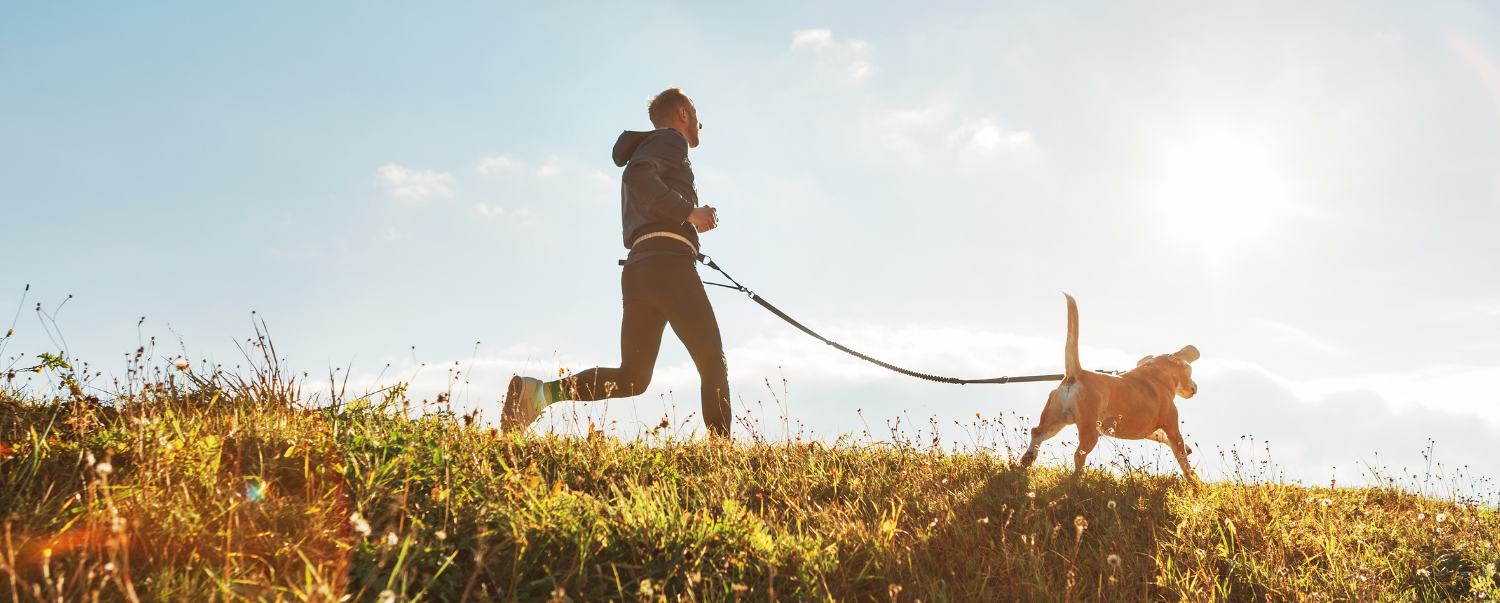 How Do I Know if My Dog Is Overweight?