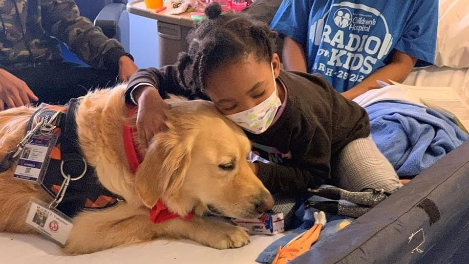 Link Story: A Golden Retriever Adoption, Guinness & Foster