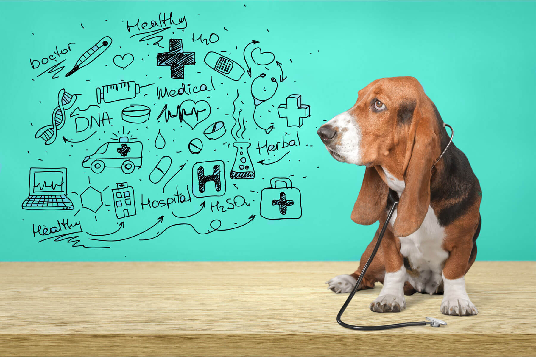Should You Give Your Dog Probiotics?