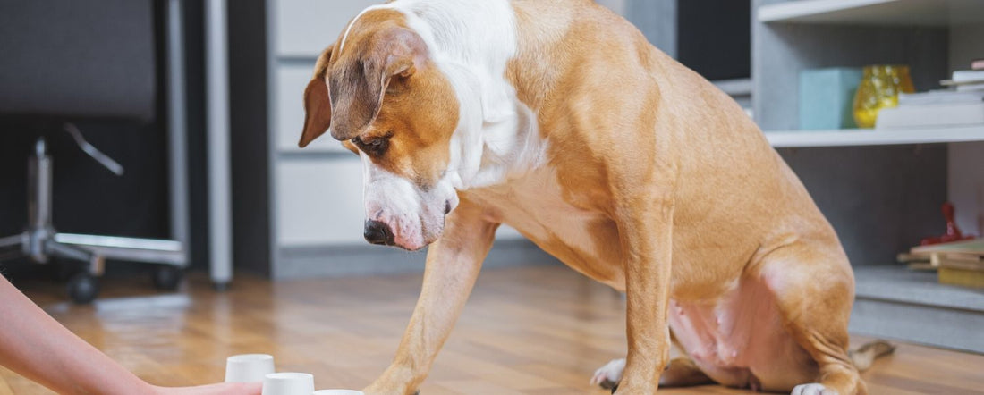 How to Engage Your Dog's Mind With Puzzle Games