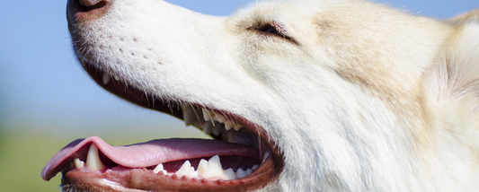 How to Clean a Dog's Teeth