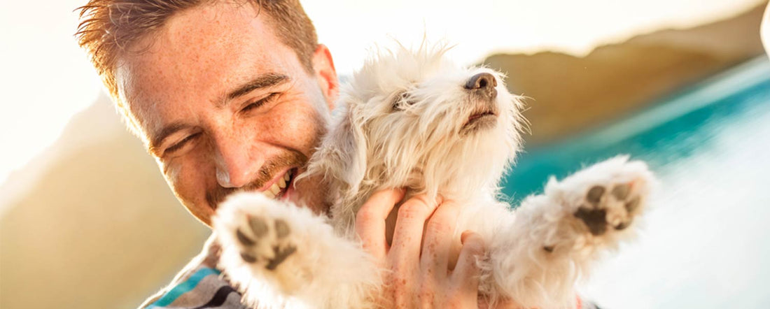 How to Celebrate Dog Father’s Day