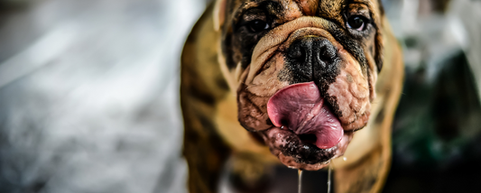 The Drool Dilemma: Why Does My Dog Drool Excessively?