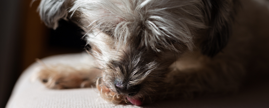 Why Does My Dog Lick His Paws In Bed? Decoding Your Dog's Nighttime Paw Licking