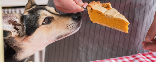 A Guide to Holiday Foods: What's Safe and Not Safe for Dogs