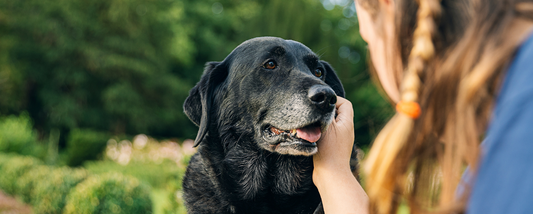 How To Care for Your Senior Dog