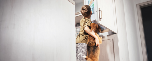 Xylitol: The Household Ingredient Fetching Concern From Dog Parents