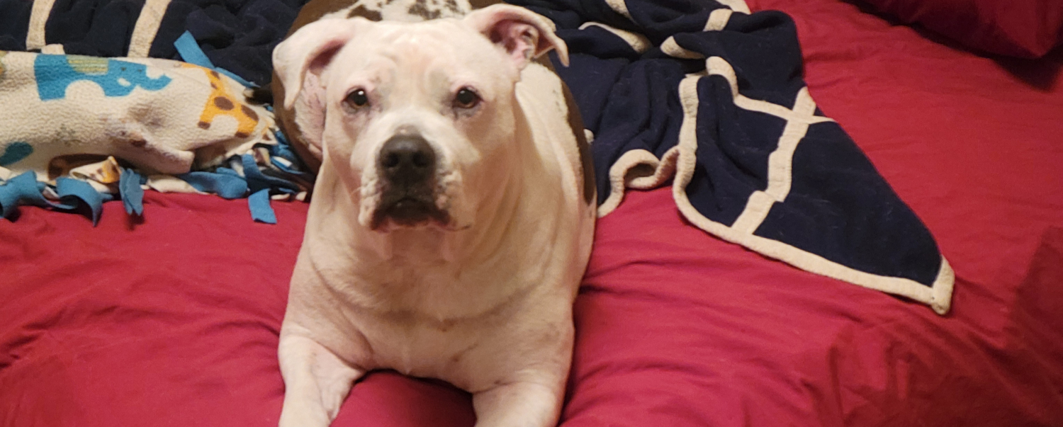 Link Story: Christopher & Gracie