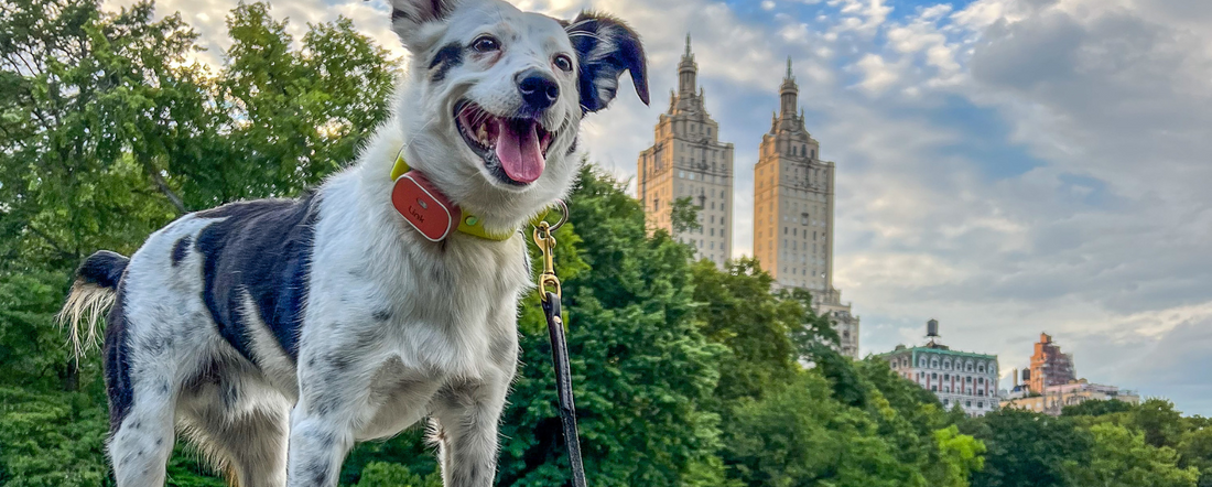 10 Dog-Friendly Attractions in New York City