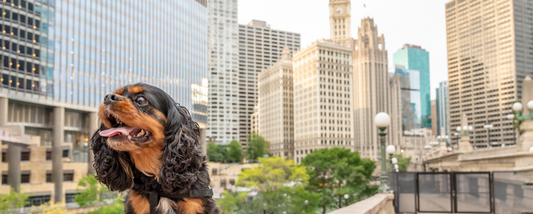 10 Dog-Friendly Attractions in Chicago
