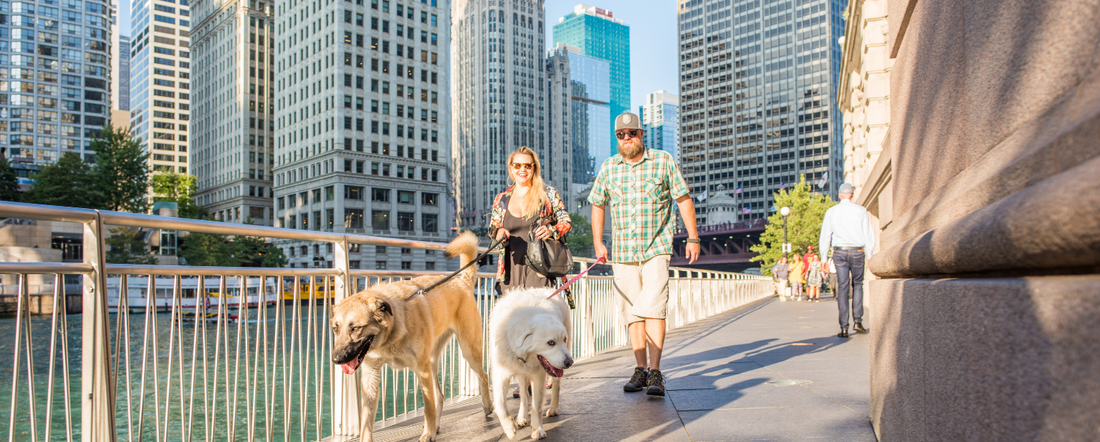 Summer Safety Guide: Enjoying Big City Adventures with Your Dog