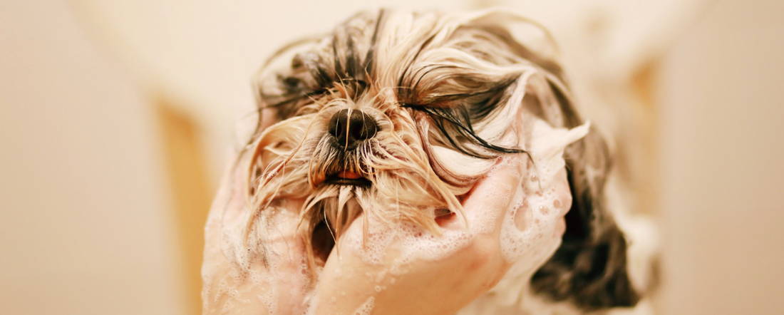 The Scent Saga: Why Does My Dog Still Stink After a Bath?