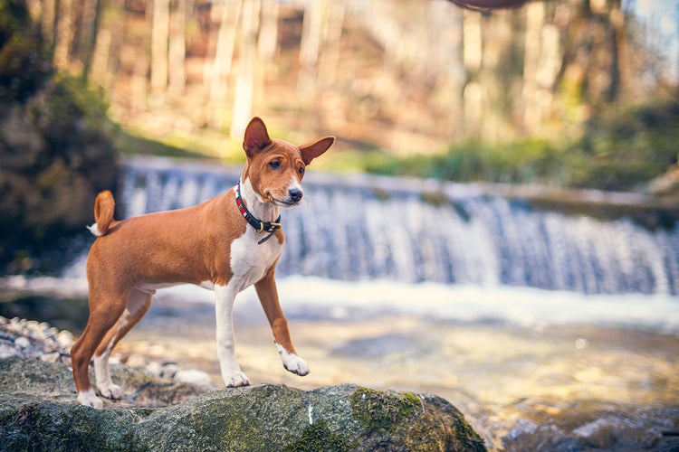 Why do dogs poop in alignment with Earth's field? Link