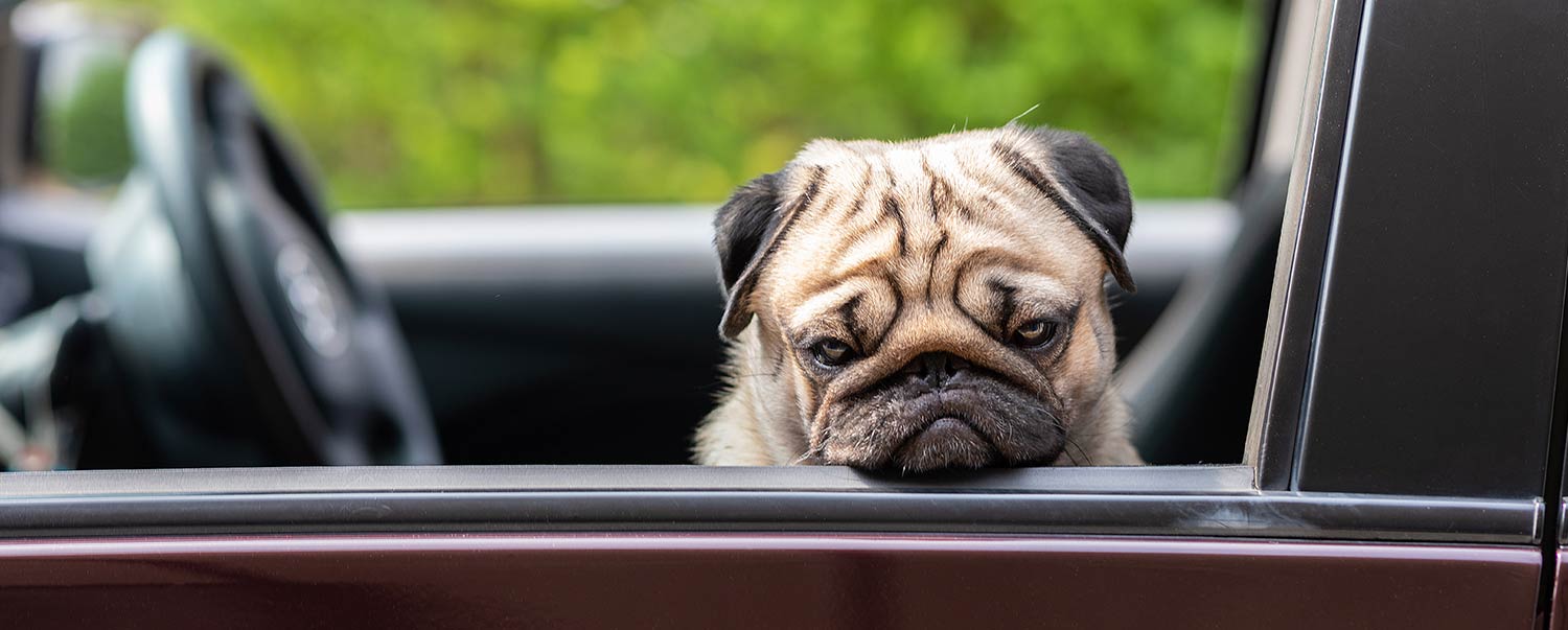 Why Does My Dog Whine in the Car?