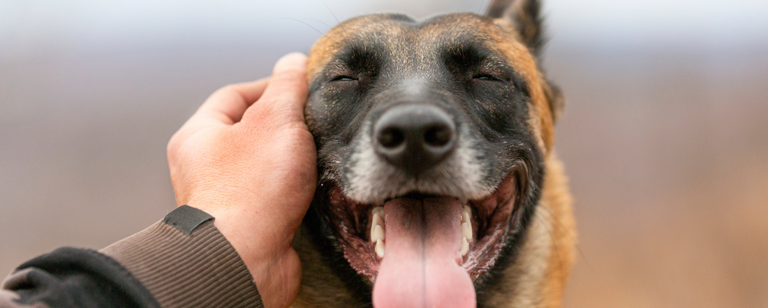 Why Does My Dog Sigh So Much Blog Link My Pet