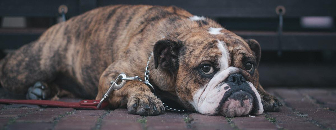 Can You Motivate a Lazy Dog?