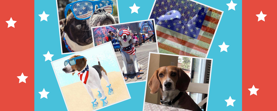 All American Pet Photo Day - All American Pups