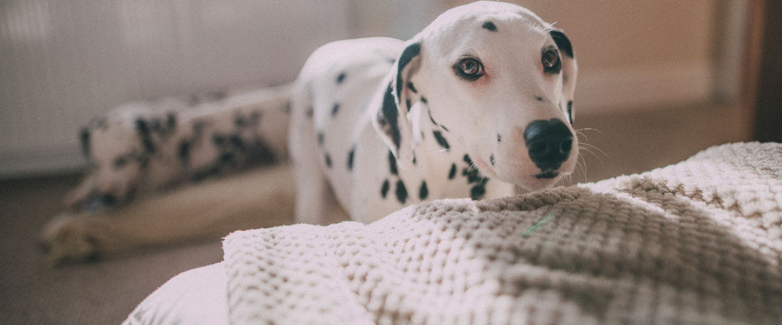 Does Daylight Saving Time Affect Dogs?