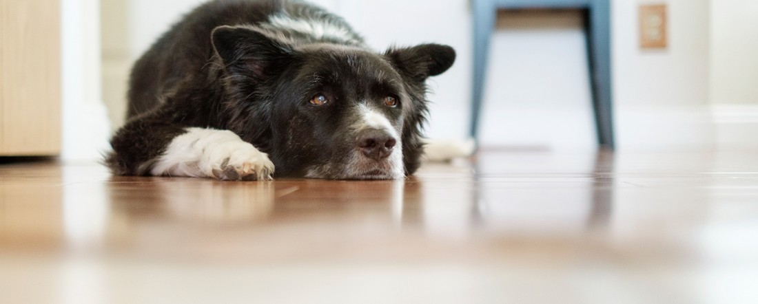 Are You Stressing Your Dog Out?