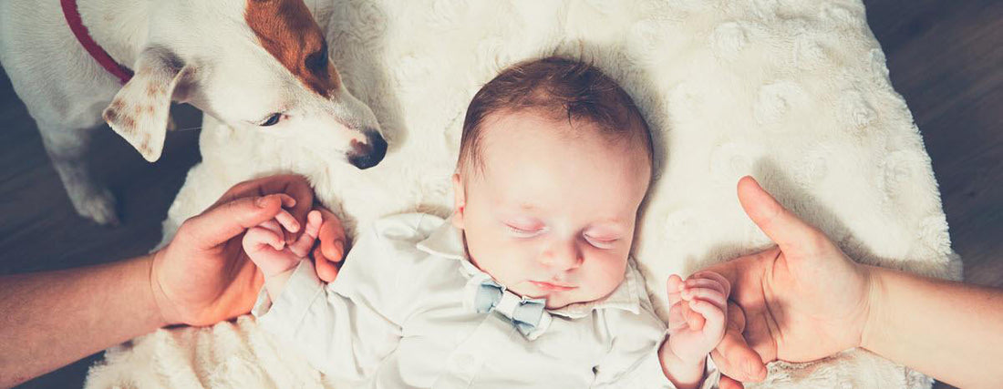 5 Ways to Introduce a Baby to Your Family Dog