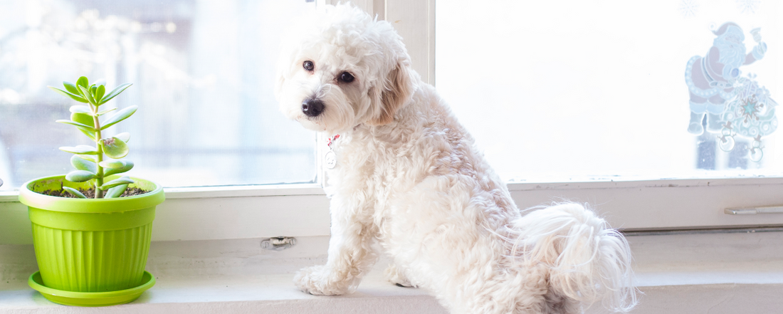 Back to School Daze: How To Stop A Dog's Separation Anxiety