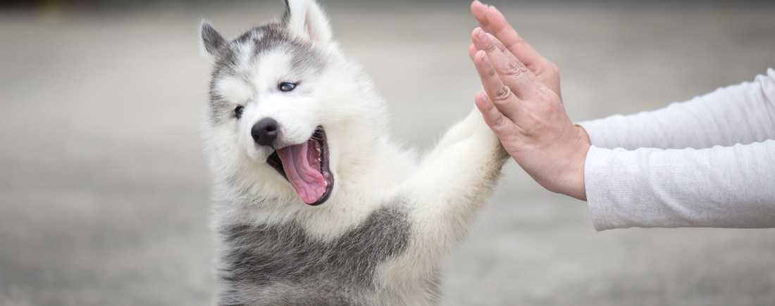 Free Stuff For Your Dog