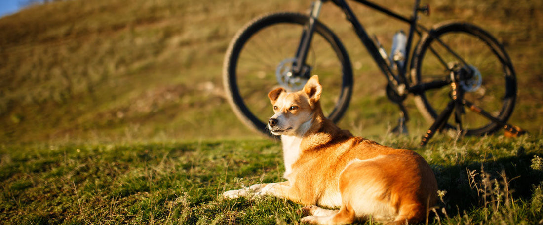 Happy Trails: Essential Safety Gear for Biking and Jogging with Dogs