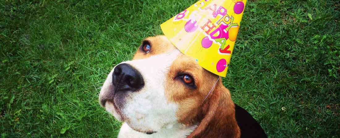 Happy Barkday: Pawsome Birthday Tips