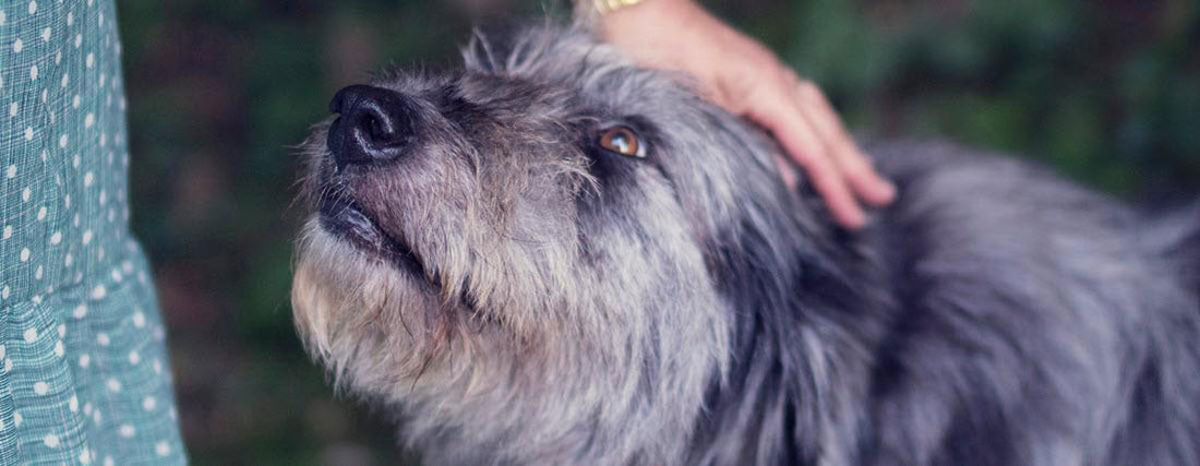 What to Know Before Boarding Your Dog