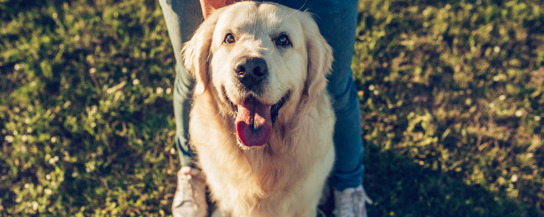 3 Simple Ways to Boost Your Dog's Health