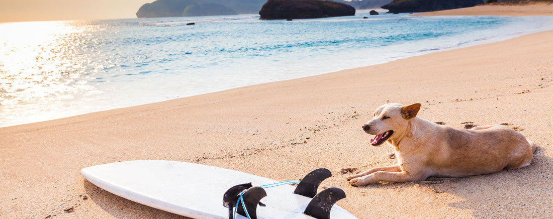 California Dreaming: The 5 Best Dog-Friendly Beaches