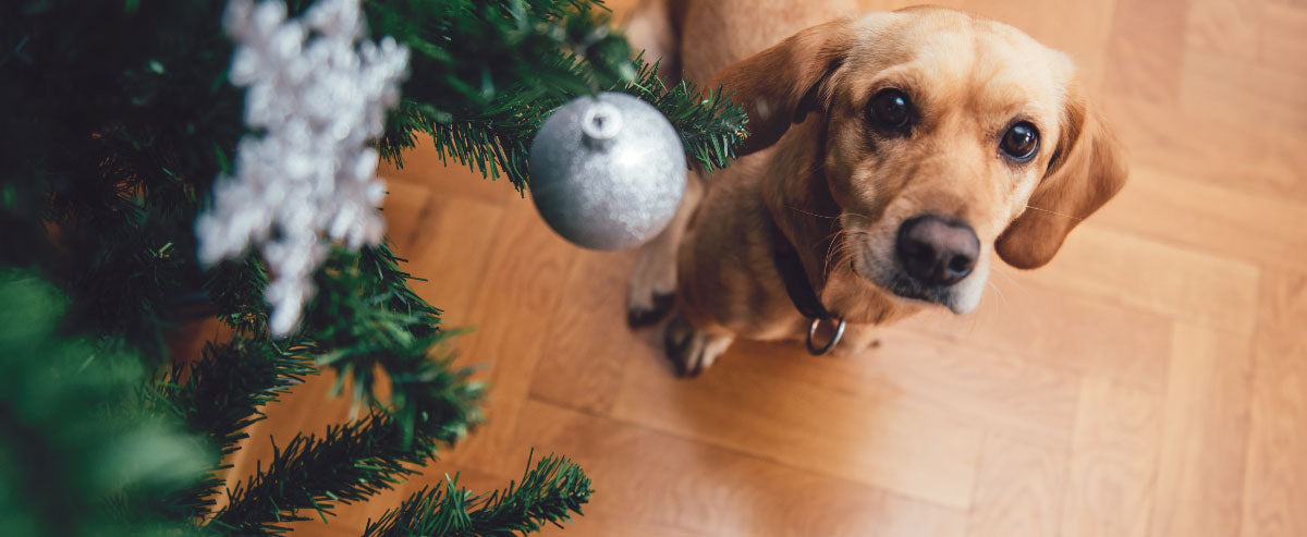 Tips for a Calm and Happy Holiday